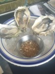 Ironside oysters